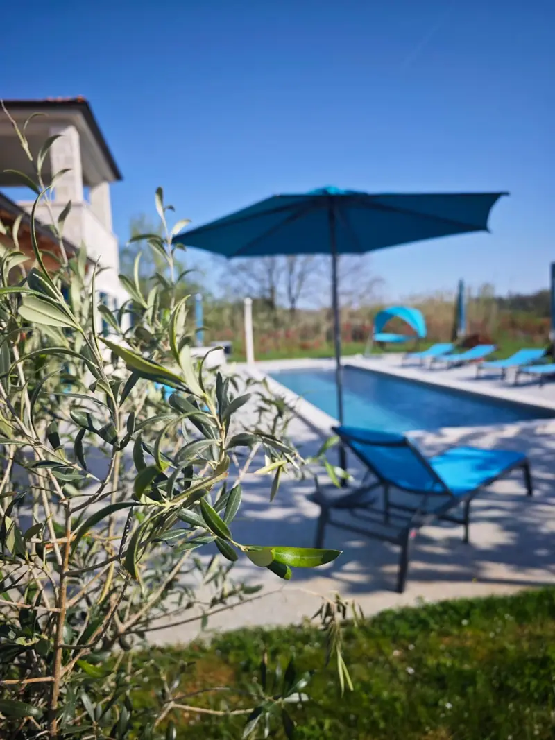 Pool with sun loungers and parasol, olive branch in the foreground