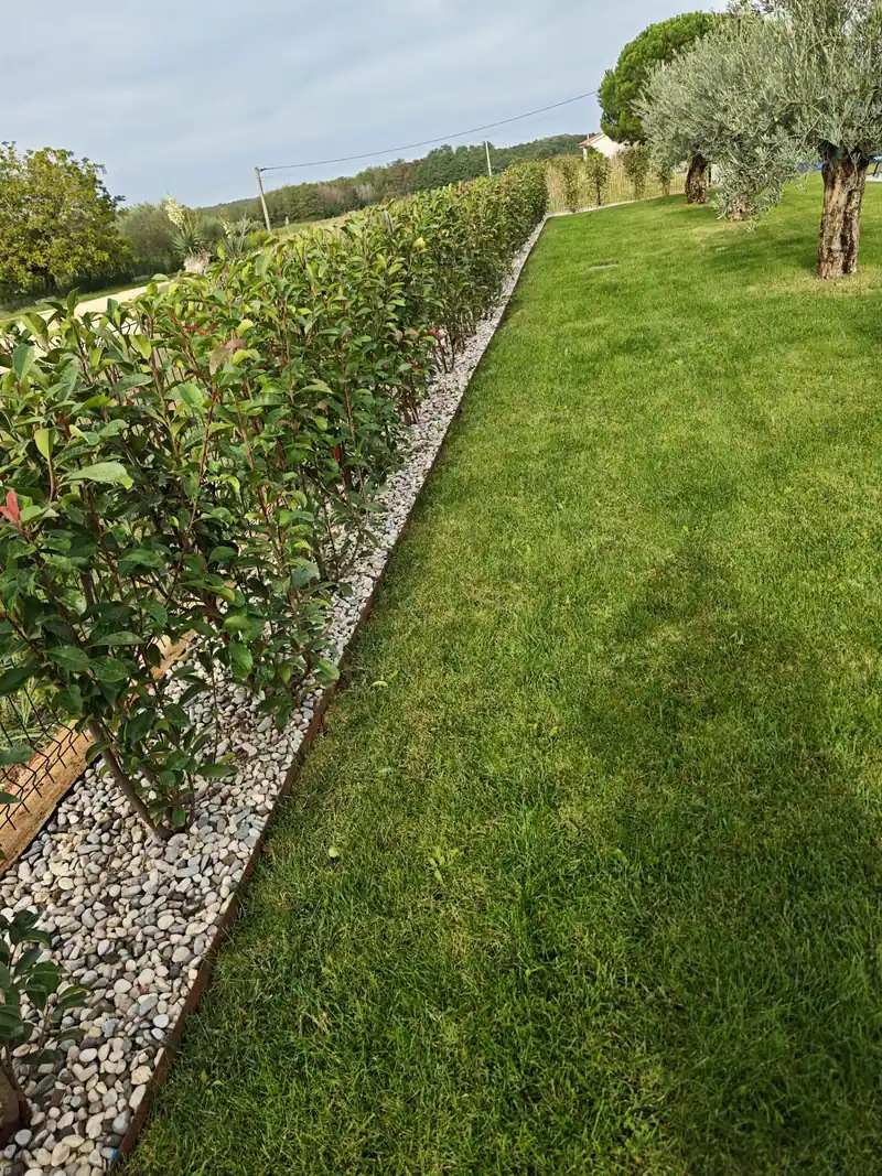 Lawn along the hedge of the fenced property