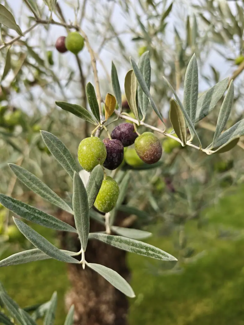Olives on a branch in the garden